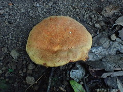 Piptoporus australiensis