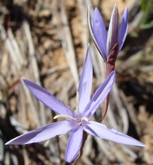 Hesperantha pilosa