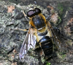 Helophilus eristaloidea