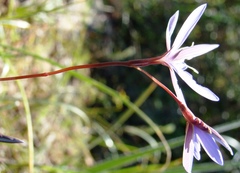 Hesperantha pilosa