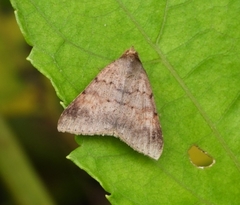Pandesma quenavadi