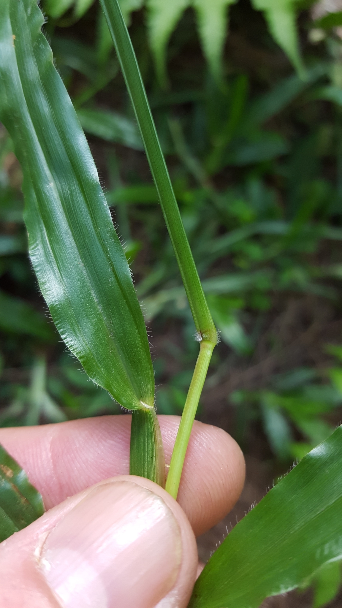 (c) François Rousseu, certains droits réservés (CC BY-NC) https://www.inaturalist.org/observations/113699912