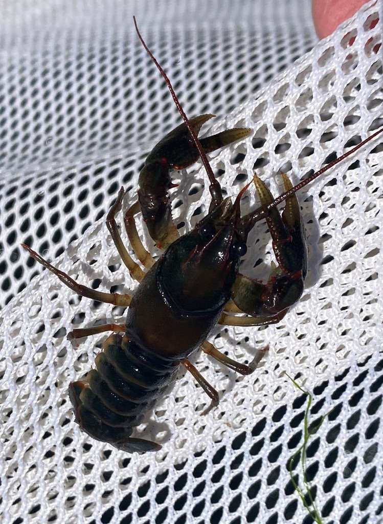 Chattooga River Crayfish from Terrapin Creek, along Co. Rd. 175 ...