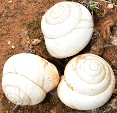 Sphincterochila candidissima