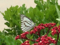 Appias libythea olferna