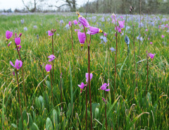 Primula pauciflora macrocarpa