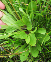 Primula pauciflora macrocarpa