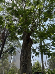 Parkia biglandulosa