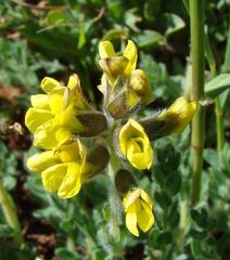 Crotalarieae