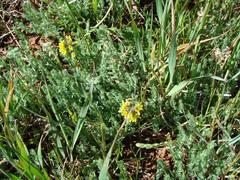 Crotalarieae