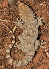 Tarentola mauritanica