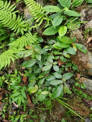 Oreocnide frutescens