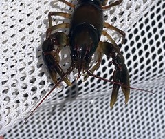 Cambarus scotti