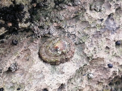 Scutellastra granularis