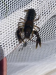 Cambarus scotti