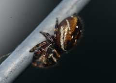 Phidippus clarus