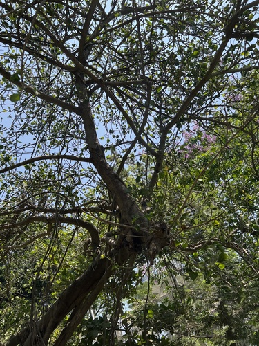 Ficus krishnae, photograph 6