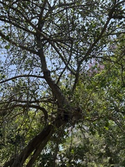 Ficus benghalensis krishnae