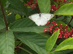 Appias libythea olferna