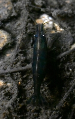 Neocaridina