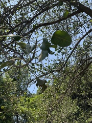 Ficus benghalensis krishnae