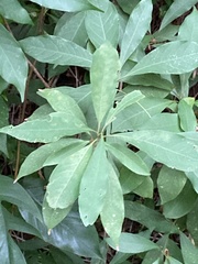 Machilus zuihoensis