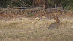 Sylvilagus audubonii