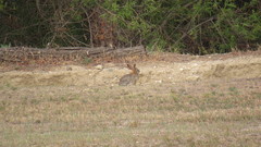 Sylvilagus audubonii