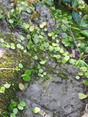 Lemmaphyllum microphyllum