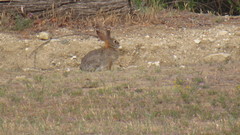 Sylvilagus audubonii