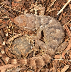 Tarentola mauritanica