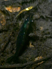 Neocaridina