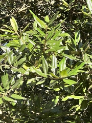 Anastrabe integerrima