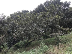 Bridelia micrantha