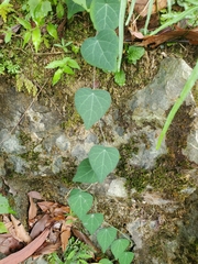 Cyclea hypoglauca