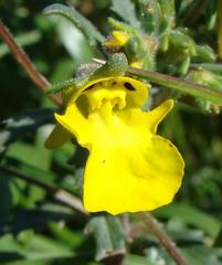 Hemimeris centrodes