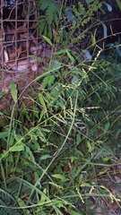 Acroceras elegans