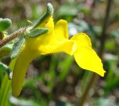Hemimeris centrodes