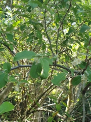 Styrax officinalis