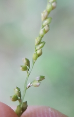 Acroceras elegans