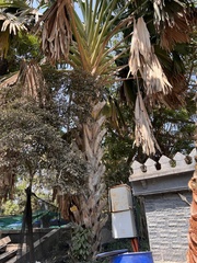 Corypha umbraculifera