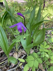 Bletilla