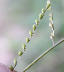 Acroceras elegans