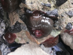 Actinia ebhayiensis