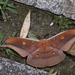 Antheraea formosana - Photo (c) Licheng Shih, some rights reserved (CC BY), uploaded by Licheng Shih