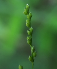 Acroceras elegans