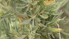 Atriplex canescens