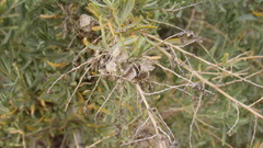 Atriplex canescens