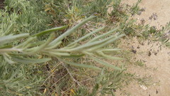 Atriplex canescens