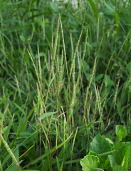 Lepturus radicans